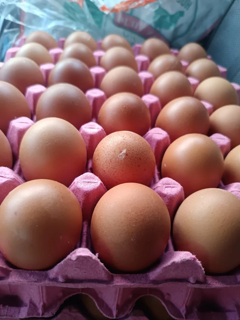 Huevos de cáscara café en bandejas